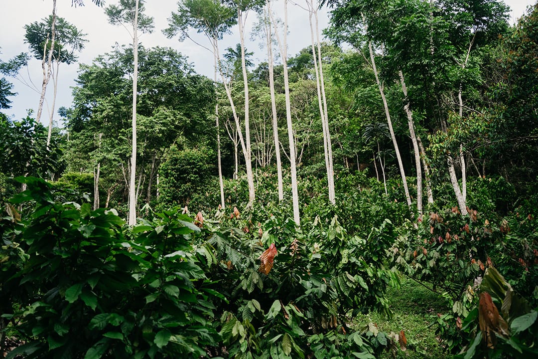 Image shows cocoa trees surrounded by forestry in Colombia