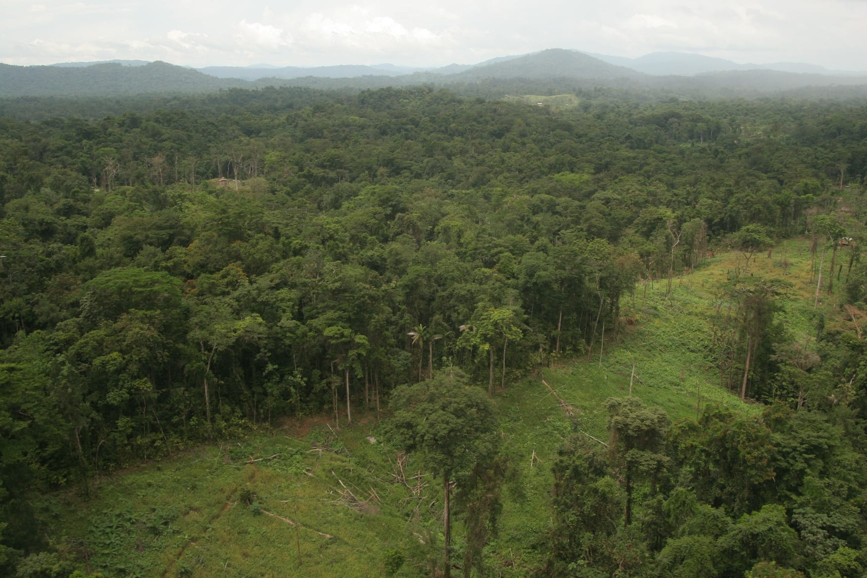 Image shows a tropical forest under threat from deforestation.