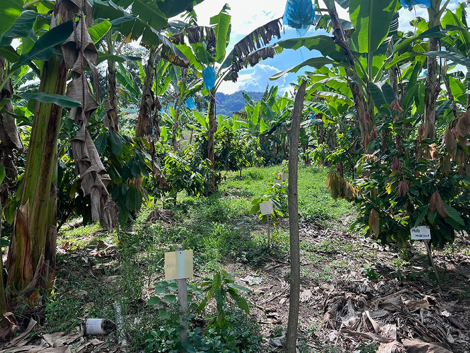 Image show a cocoa farm in Colombia with new crops growing.