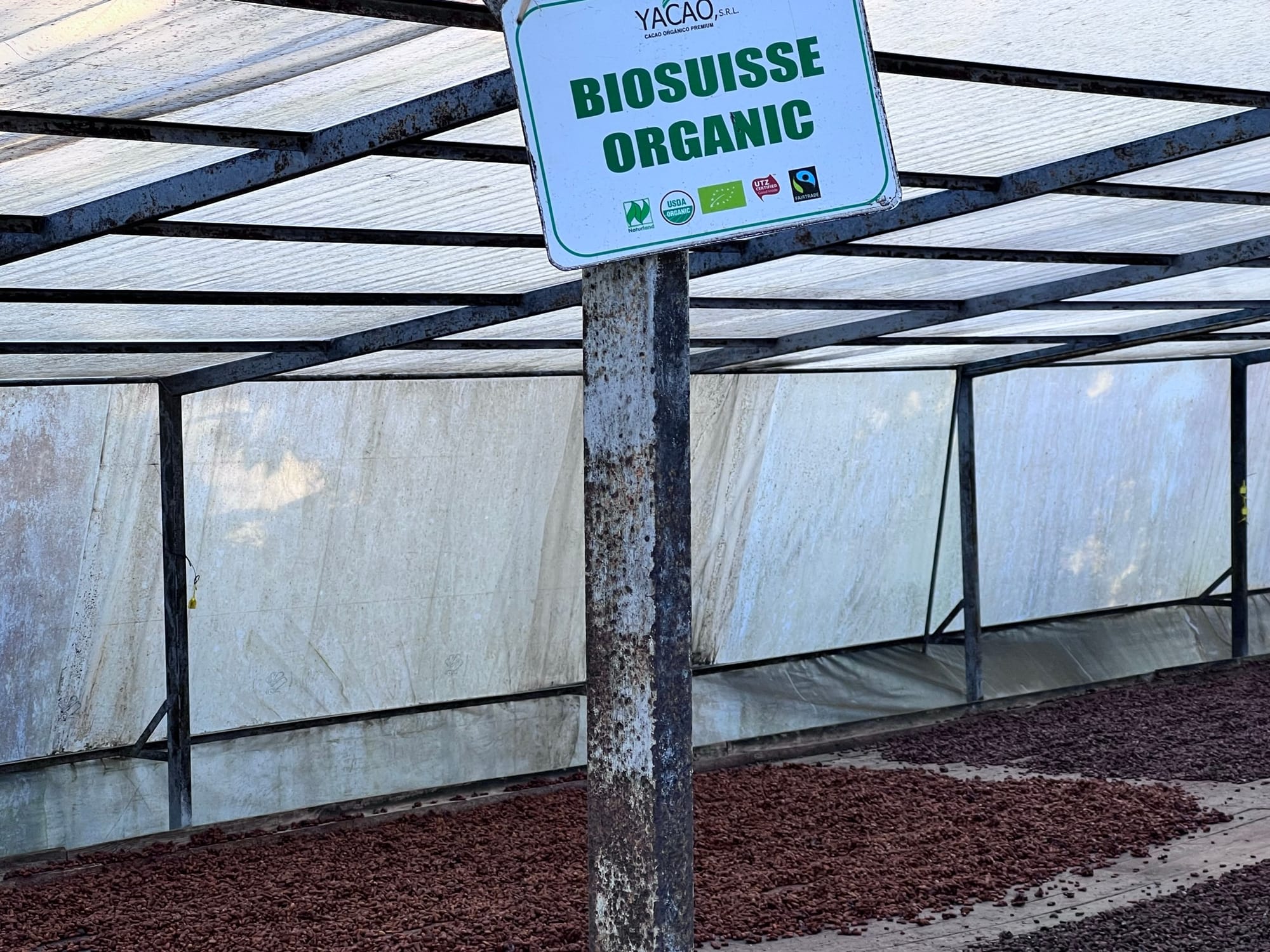 Image shows organic and Fairtrade beans drying at the YACAO farm.