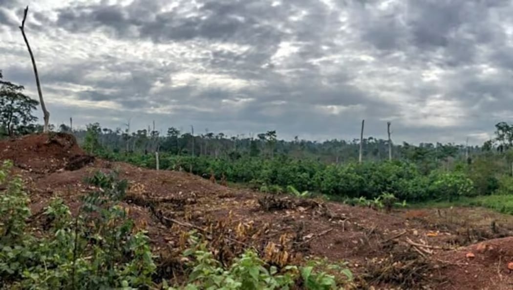 Liberia's forests in danger due to cocoa cultivation adds weight to the joint industry letter to EU, urging no EUDR delay