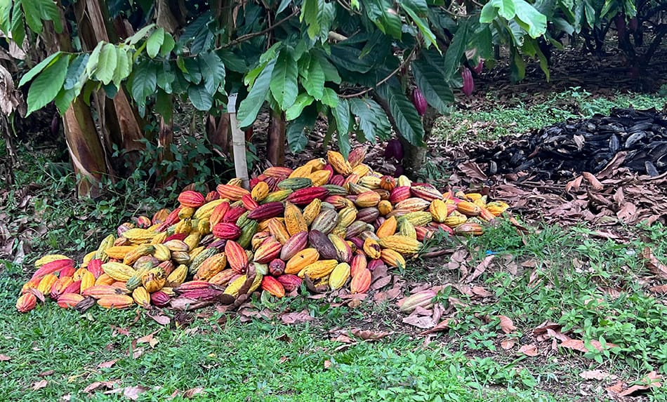 Nestlé and Research Partners Map Cocoa Diversity to Safeguard Chocolate’s Future