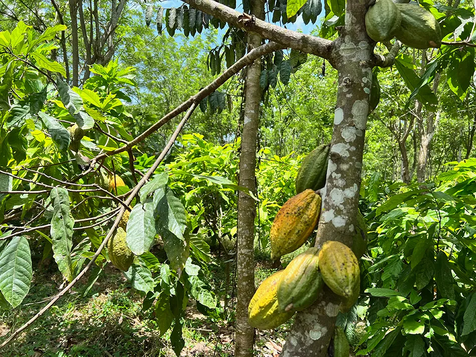 Image shows cocoa tress in a protected forest area in West Africa.