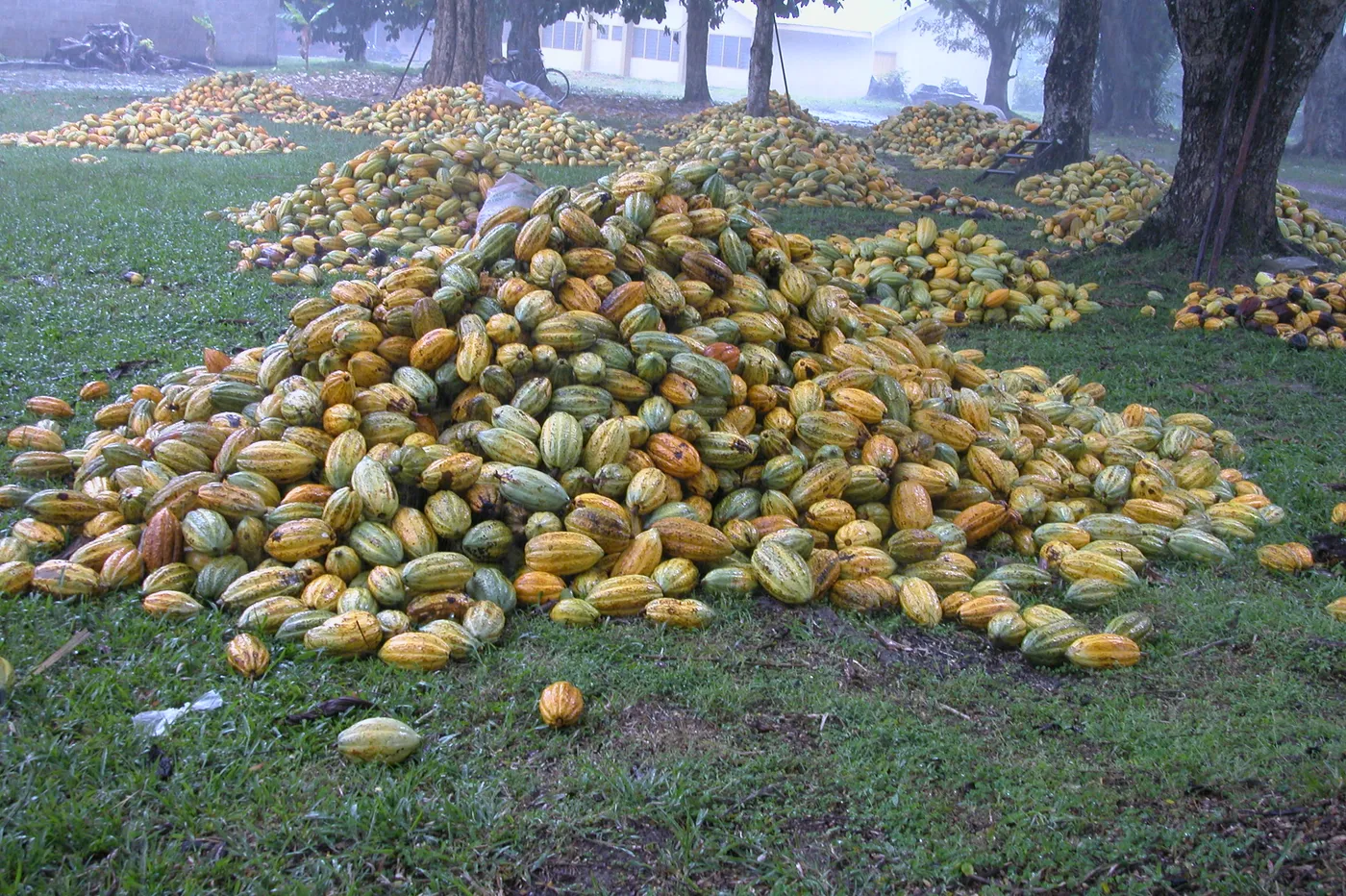 Image shows piles of cocoa pods on the ground ready for harvest.