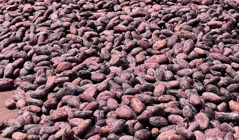 Image show cocoa beans drying under the sun.