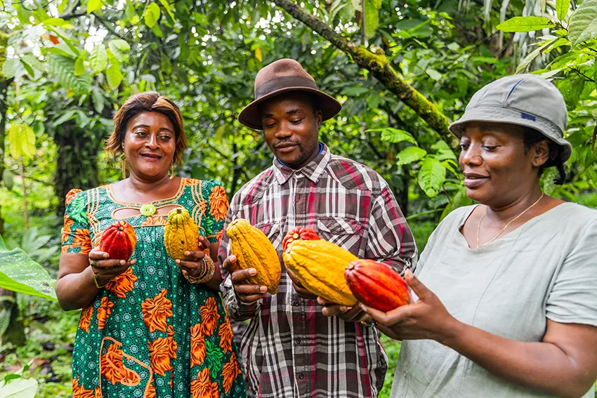 Image shows Nigerian cocoa farmers inspecting their pods.