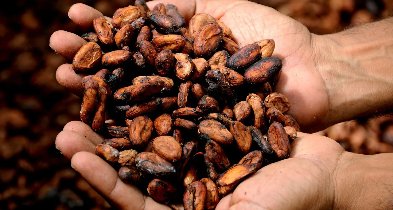 Image shows cocoa beans in the palms of a hand.
