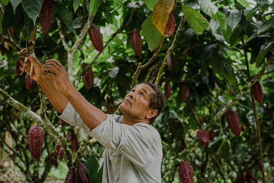 Image show a CocoaActionBrasil farmer pruning his cocoa tree.