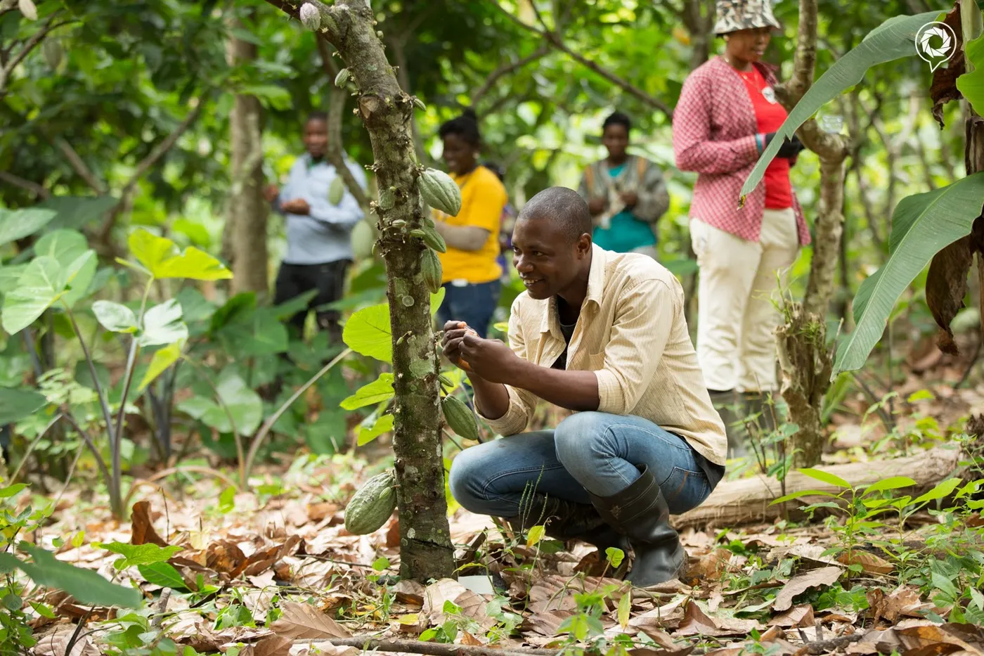 Image shows cocoa farmers in Ghana tending their trees.