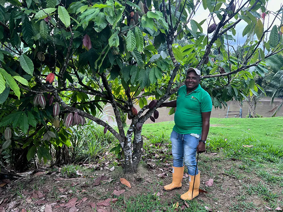Image shows a Colombian cocoa farmer showing off his crop