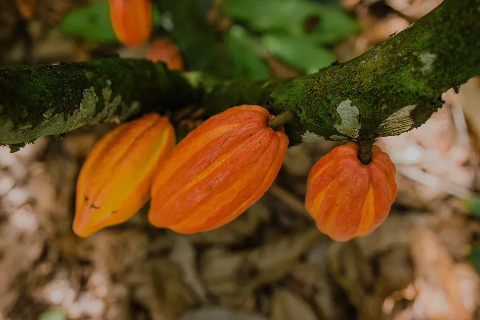 Image shows brightly coloured cocoa pods on a tree.