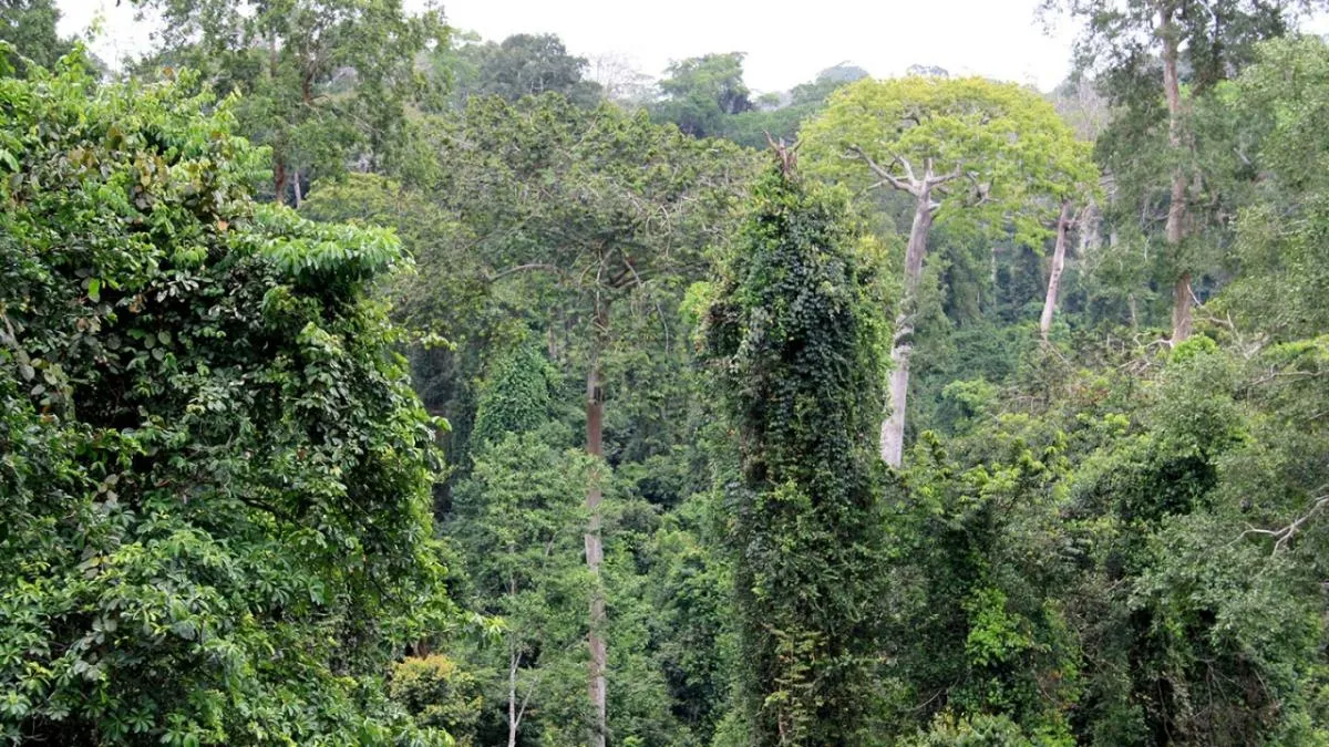 Image shows a tropical forest with cocoa trees.