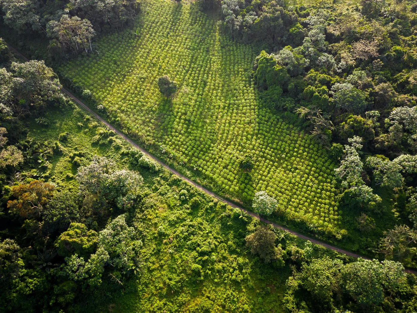 Image shows satellite image of cocoa farms in West Africa