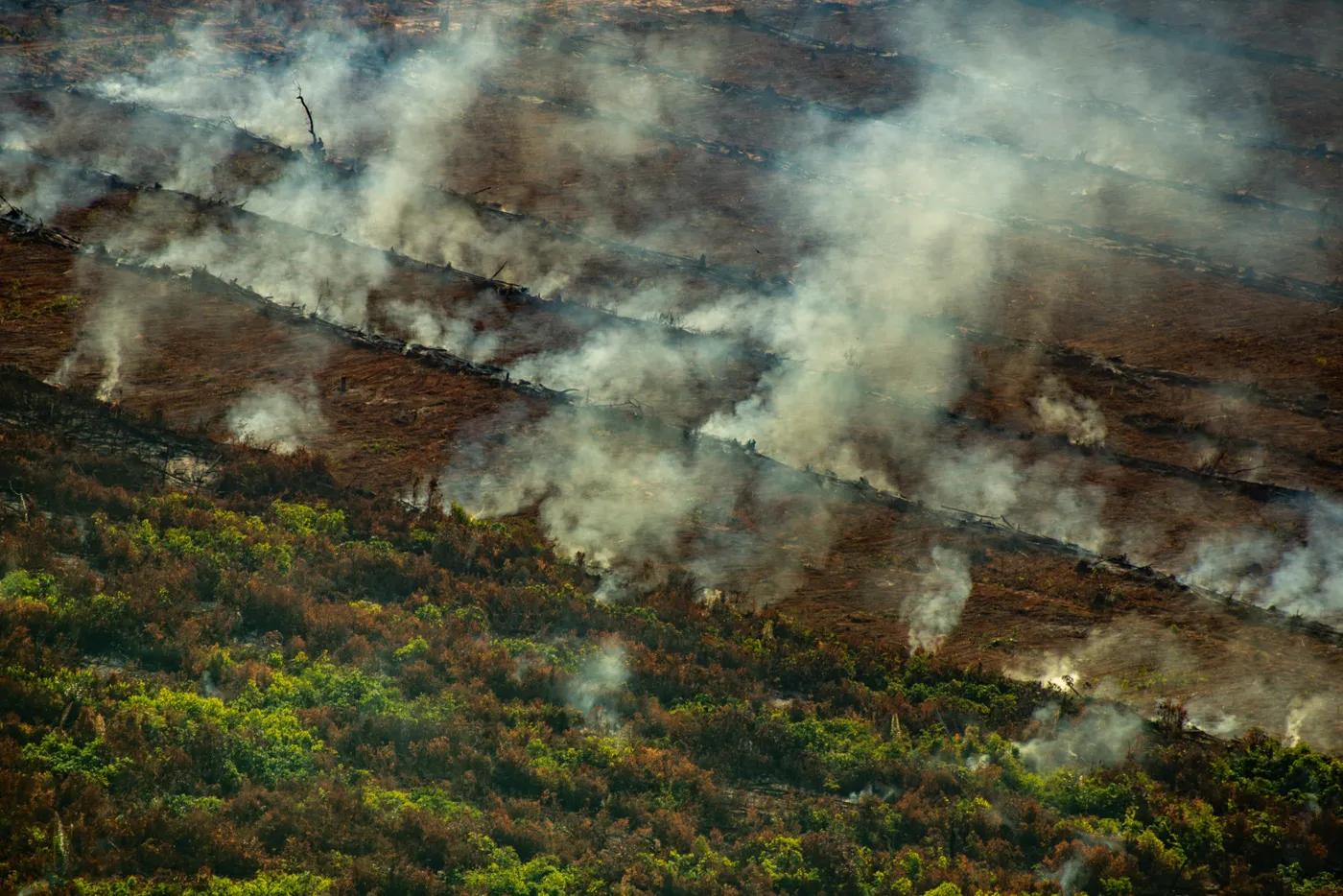 Image shows major deforestation of a tropical forest.