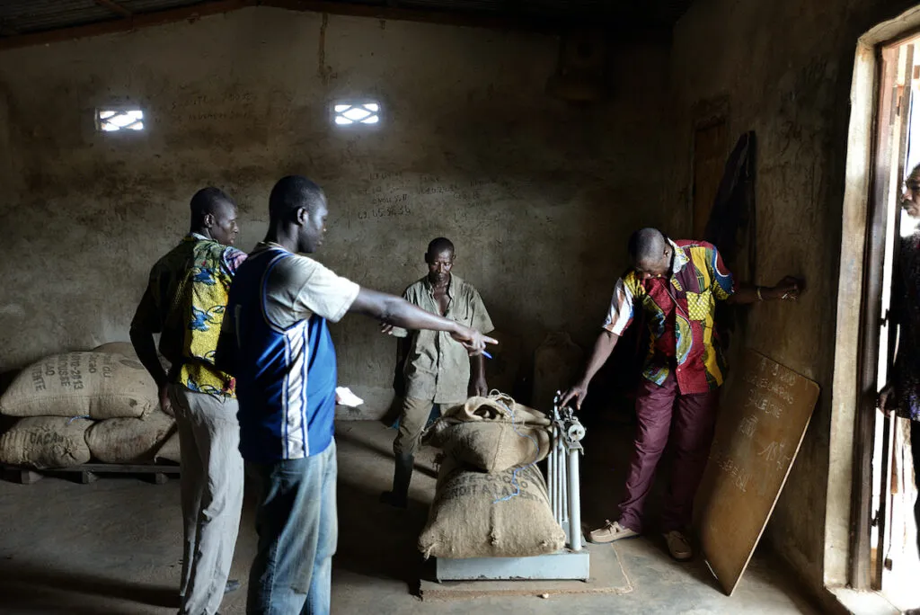 Image shows cocoa farmers weighing sacks of beans at a depot.