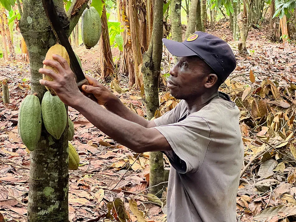Image shows a cocoa frarmer in West Africa pruning his trees. 