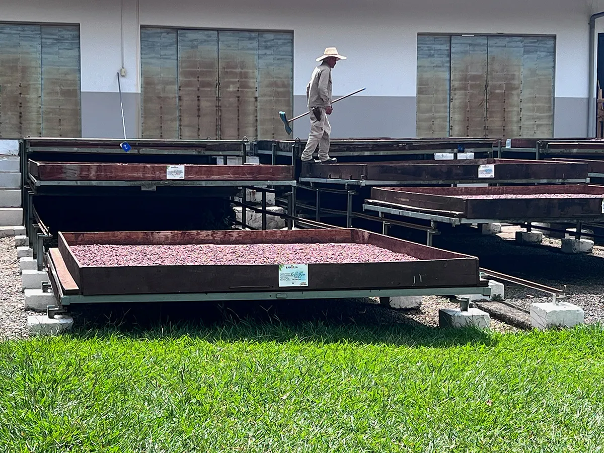 Image shows cocoa beans on platforms at Luker's Granja Luker farm