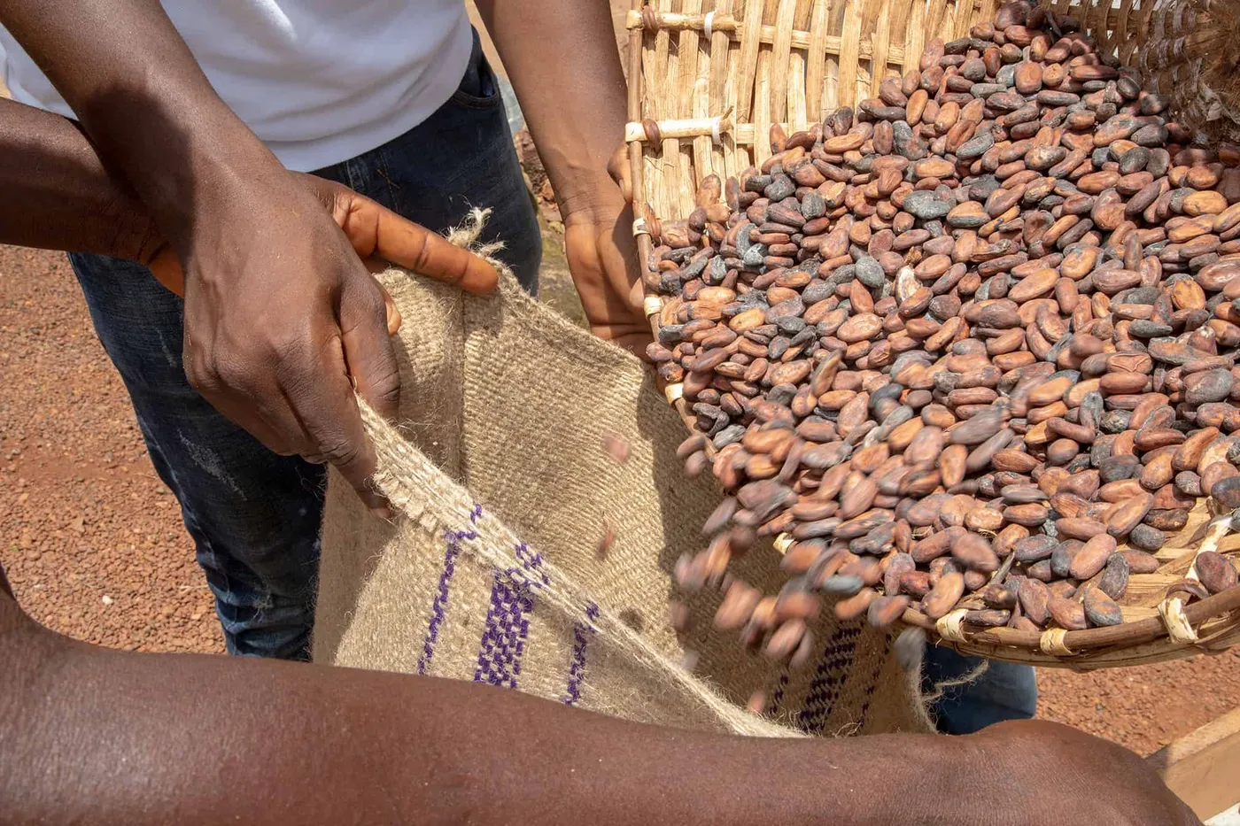 Image shows cocoa beans being poured into a sack for Touton