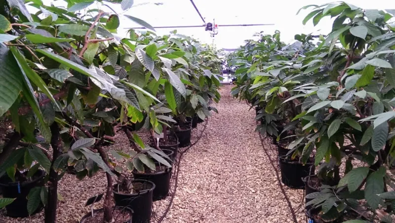 Image shows studies on cocoa in a controlled environment at the International Cocoa Quarantine Centre.. Image: BBC