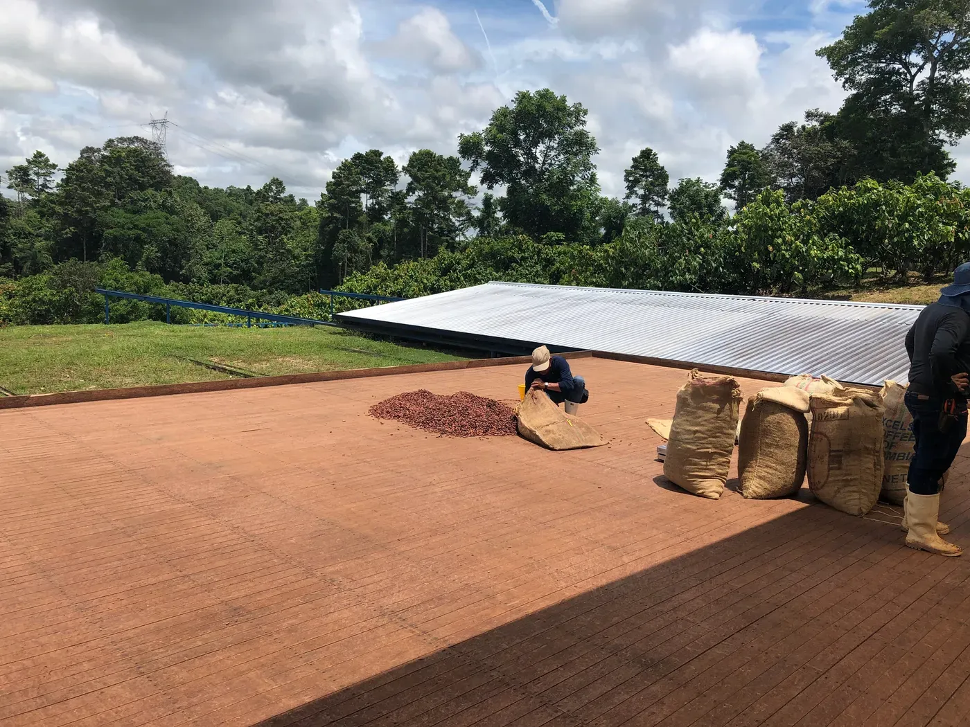 Image shows a Cordillera farm worker shovelling beans into a sack.