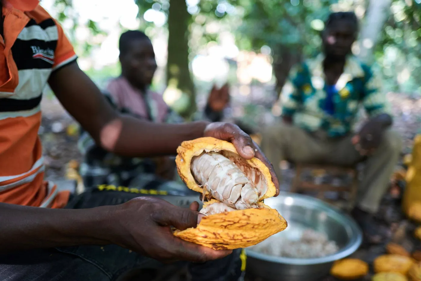 Image shows a cocoa farmer breaking open a cocoa pod.