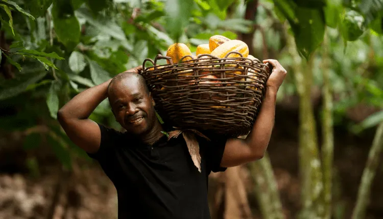 Cocoa Farmers in Côte d’Ivoire See Income Uplift as Fairtrade Support Strengthens Cooperatives
