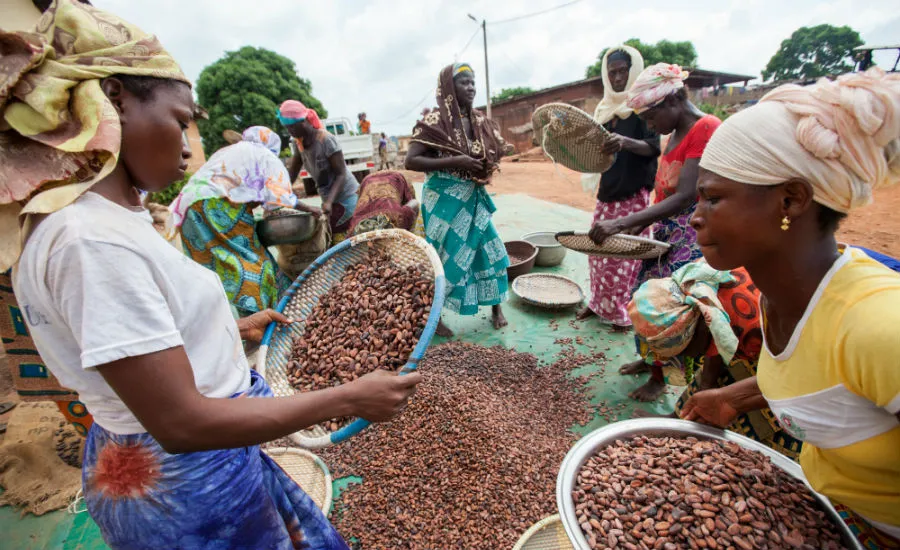 Image shows female cocoa farmers at a Fairtrade cooperative sorting cocoa beans.
