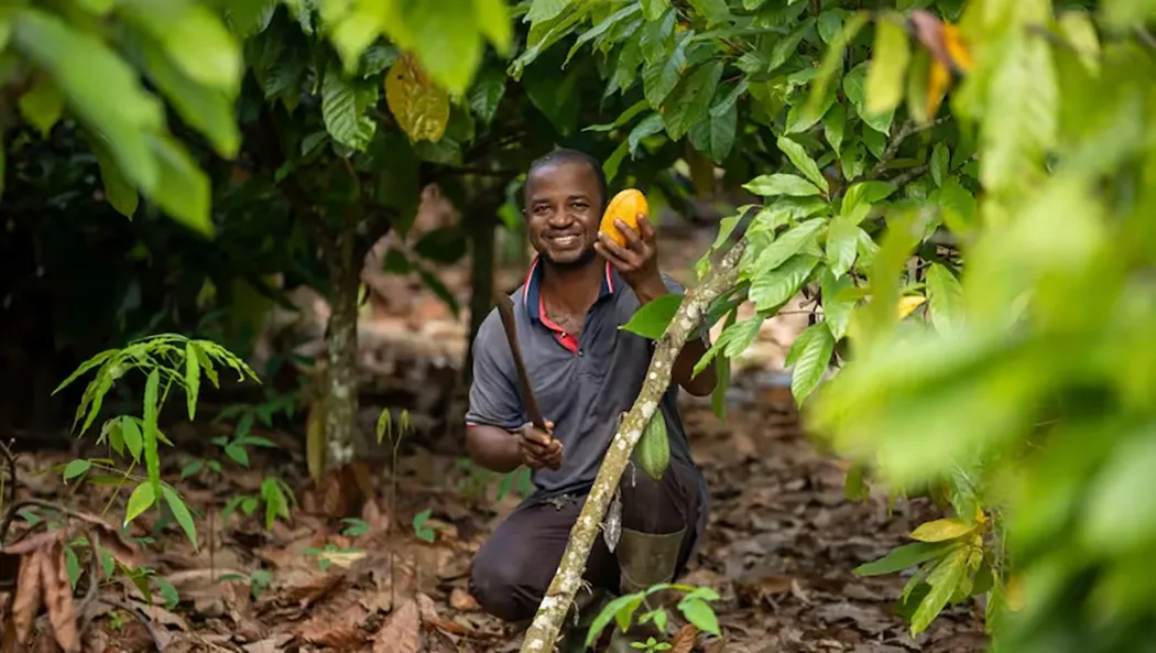 Image shows a cocoa farmer in Latin America pruning a tree