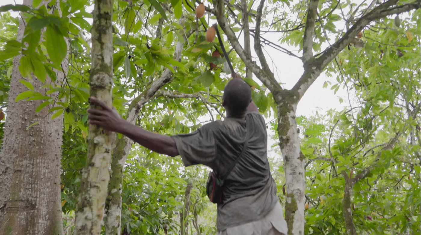 Image shows a cocoa farmer pruning tress in Africa.