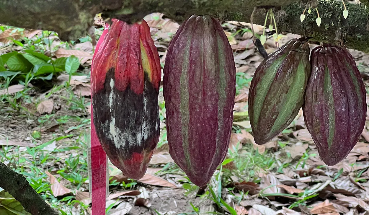 Image shows Frosty Pod Rot on South America's cocoa farms. 