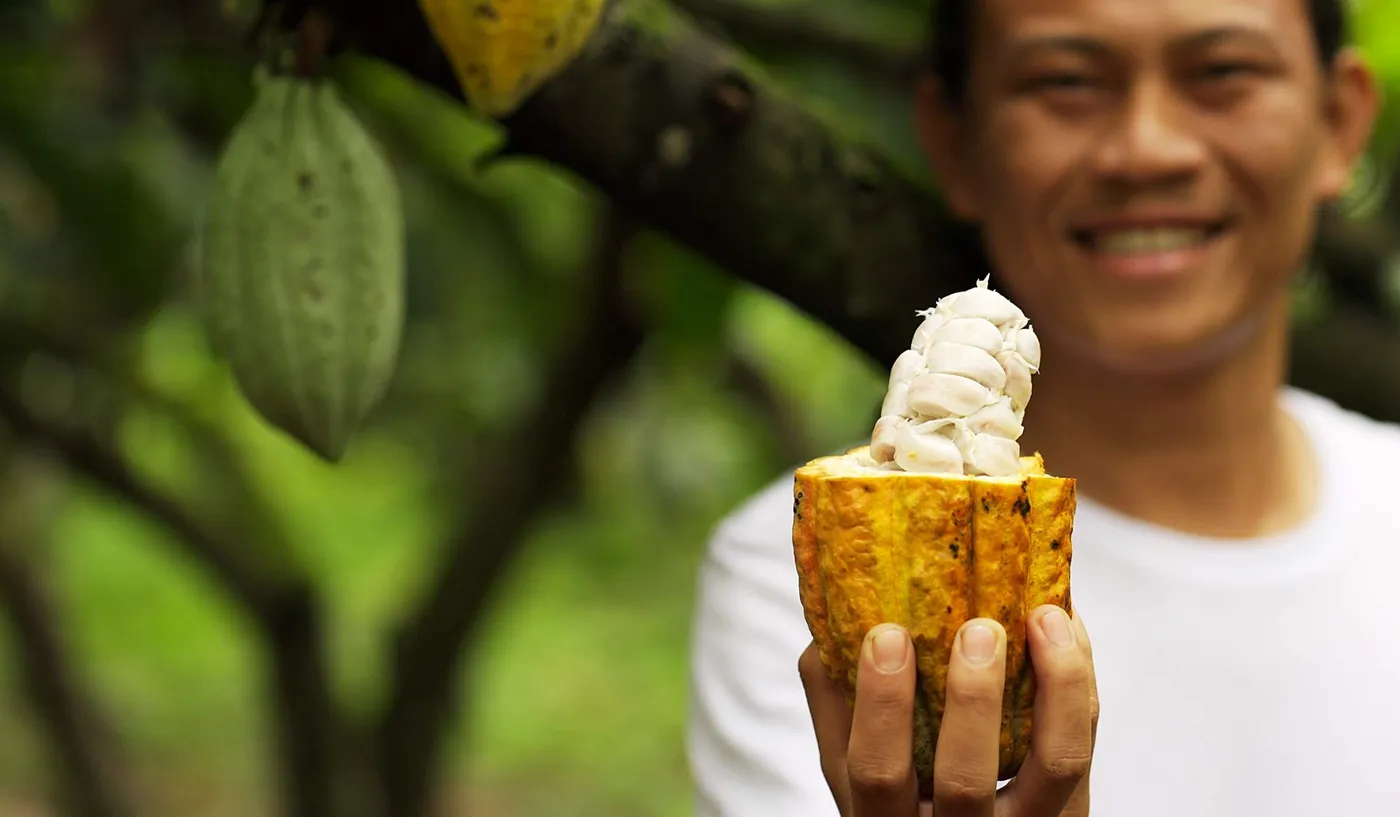 Image shows a farmer in Asia showing the inside of a cocoa pod.