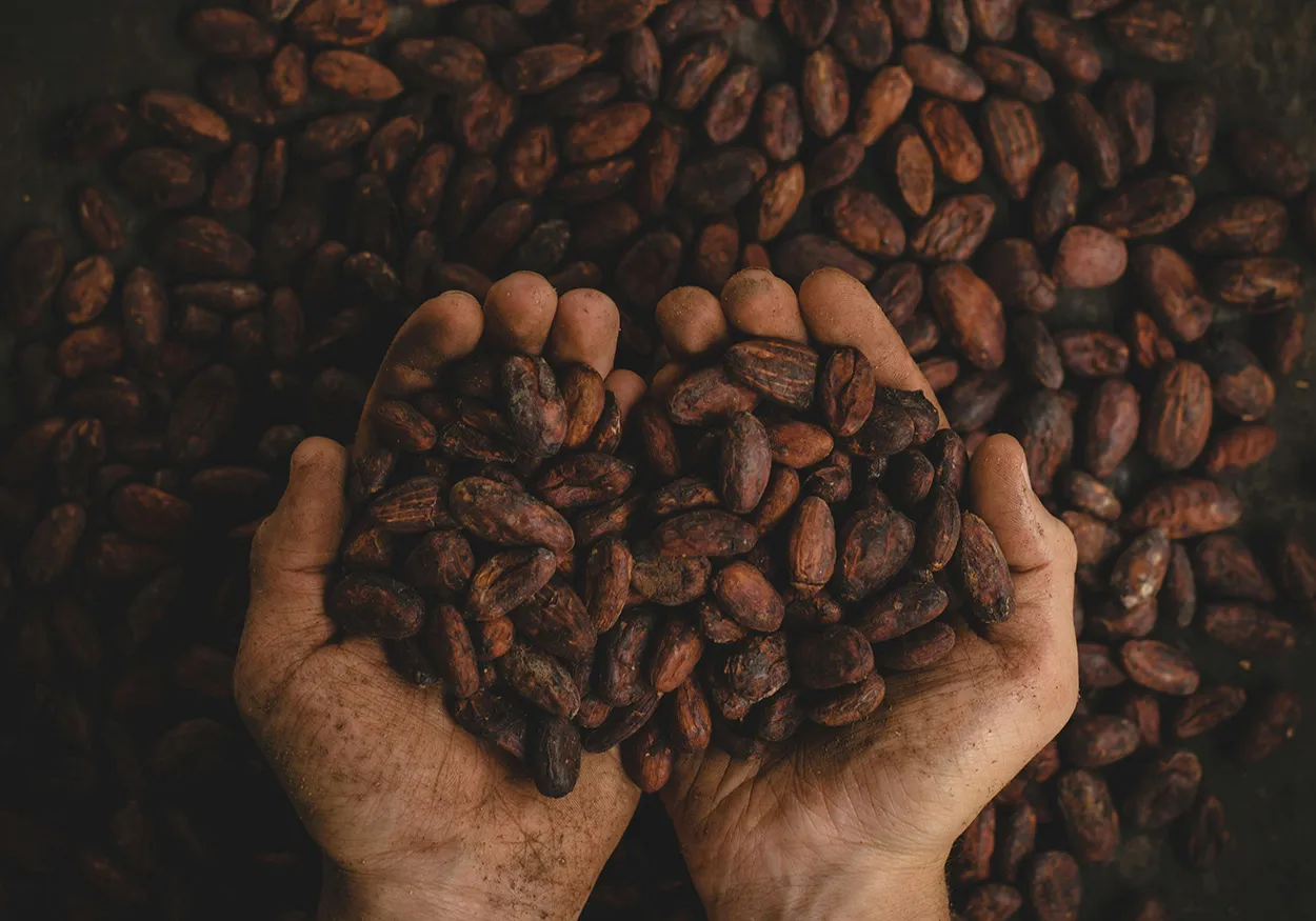 Image shows a man's hands scooping cocoa beans