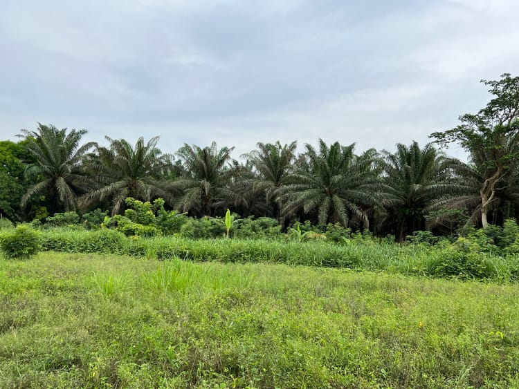 Image shows a cocoa farm in South America