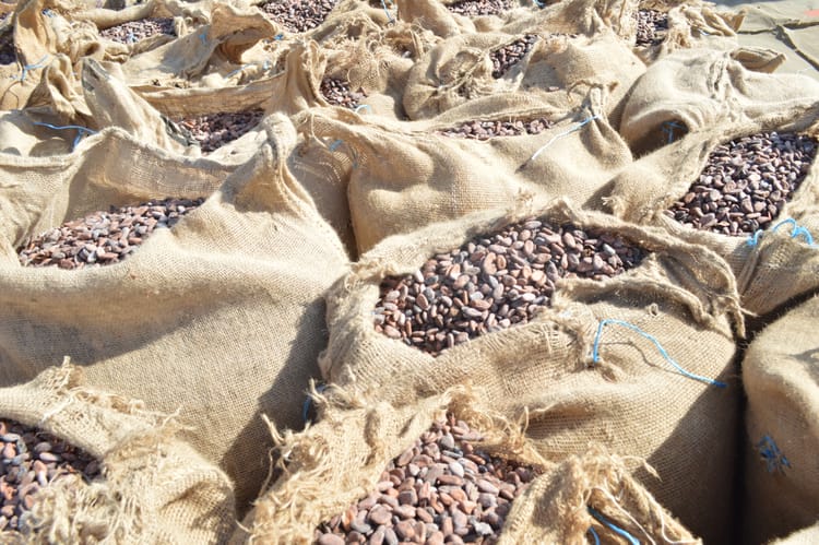 Photo of cocoa beans in sacks in the sunshine