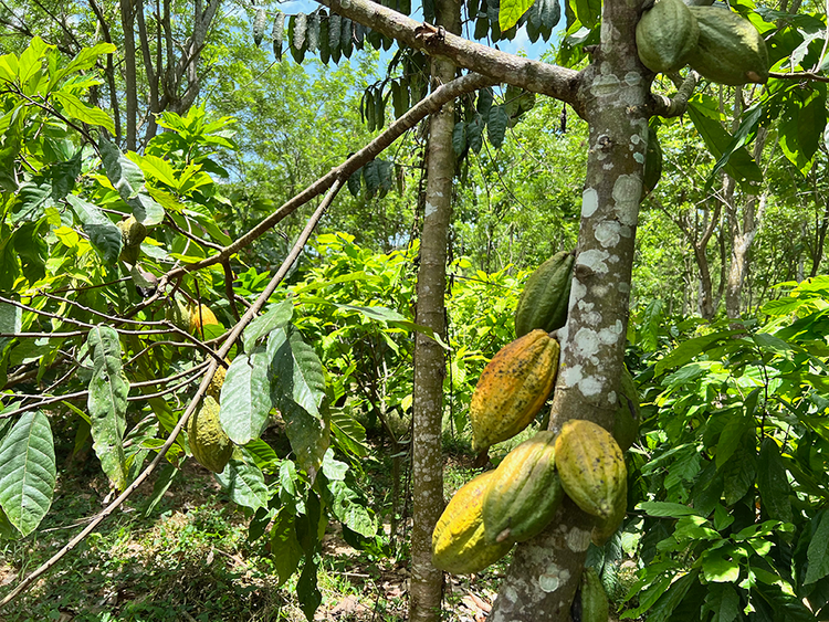 Image shows cocoa tress in a protected forest area in West Africa. 