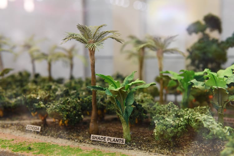 Image shows a model of a cocoa farm with examples of agroforestry. Image: CocoaRadar