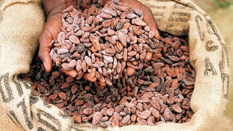 Image shows a farmer's hands in a bag of cocoa.