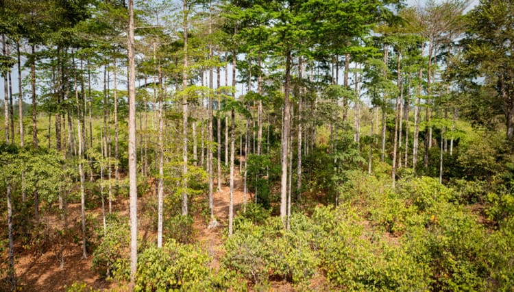 Image shows a A cocoa forest in West Africa with shade trees.