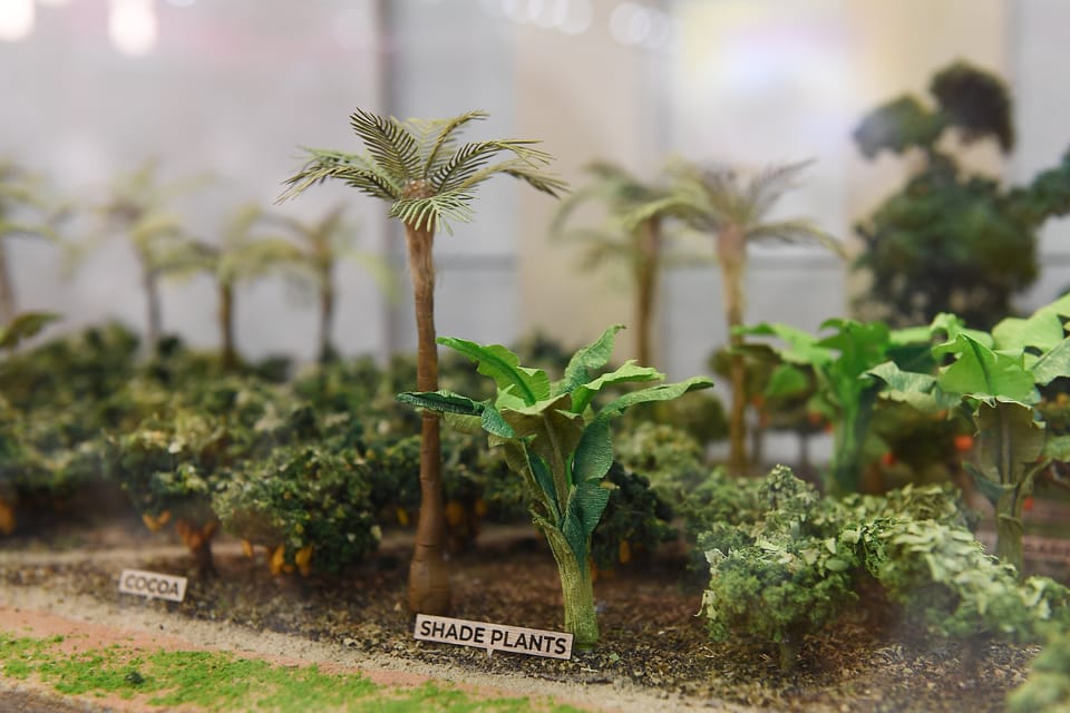 Image shows a model of a cocoa farm with examples of agroforestry. Image: CocoaRadar