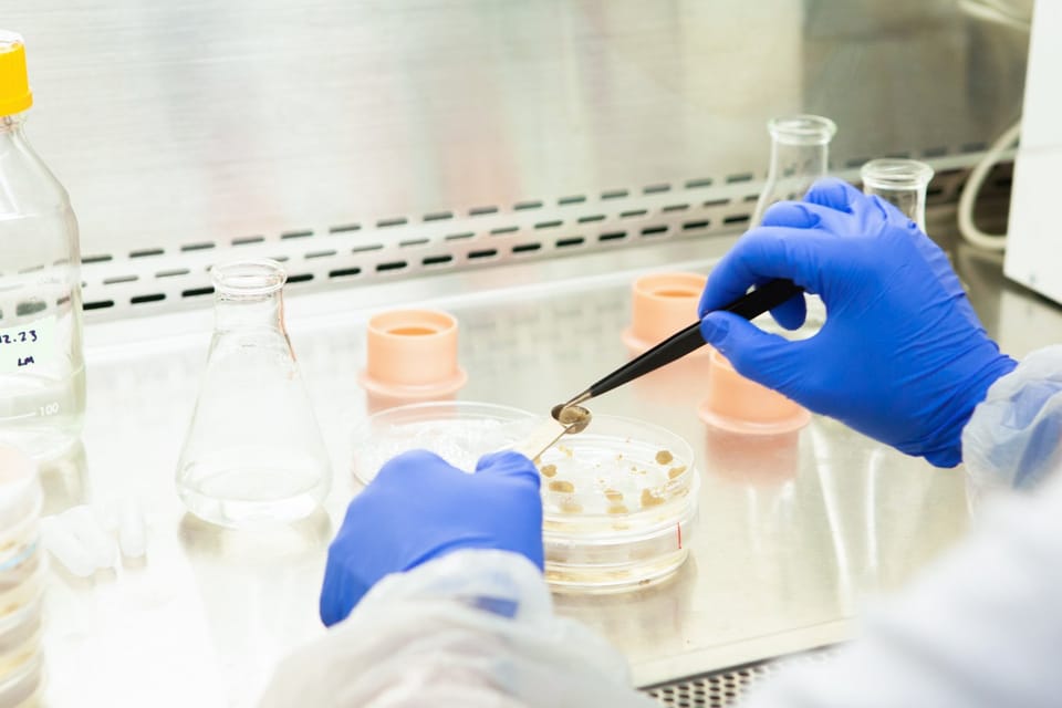 Image shows chocolate being grown in a petra dish in a laboratory. 